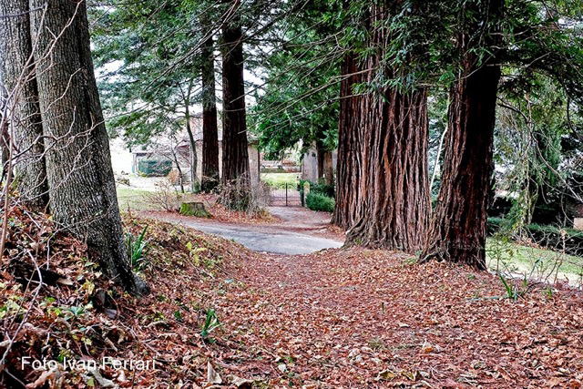 sequoie giganti a Fanano